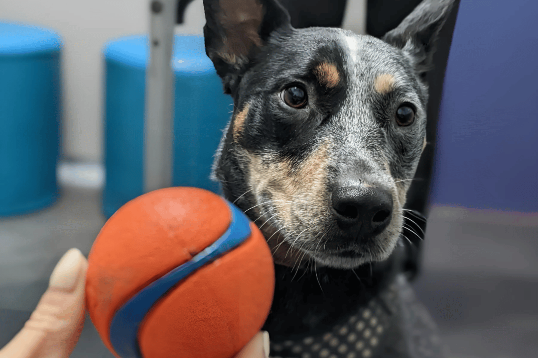 Dog reacting to anxiety trigger during assessment, part of fear-based behaviour consultation and recovery plan.