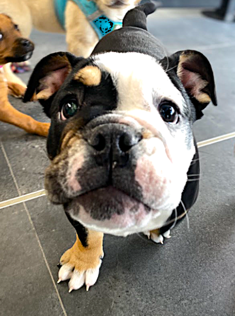 Reduce the cost of daily pet medication with VetLand’s Furever Medications—safe, affordable, and locally managed.