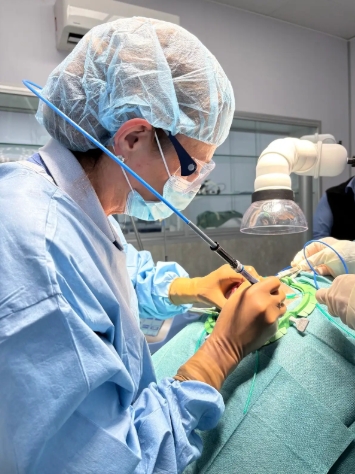 Screw tail caudectomy using CO2 laser reduces bleeding, pain, and speeds recovery in brachycephalic dogs like English Bulldogs.