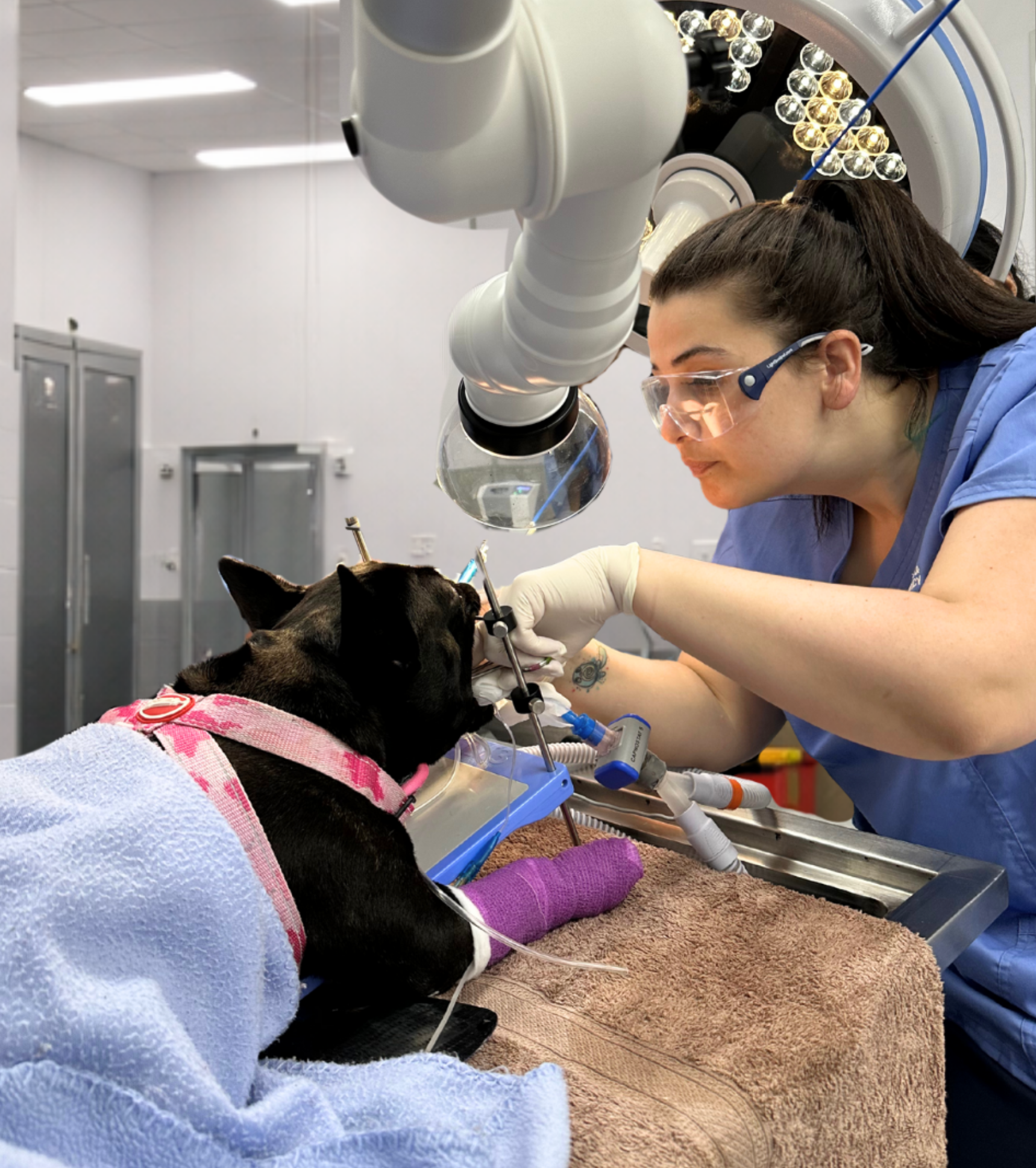 Veterinary CO₂ laser used for gentle soft tissue surgery in dogs and cats