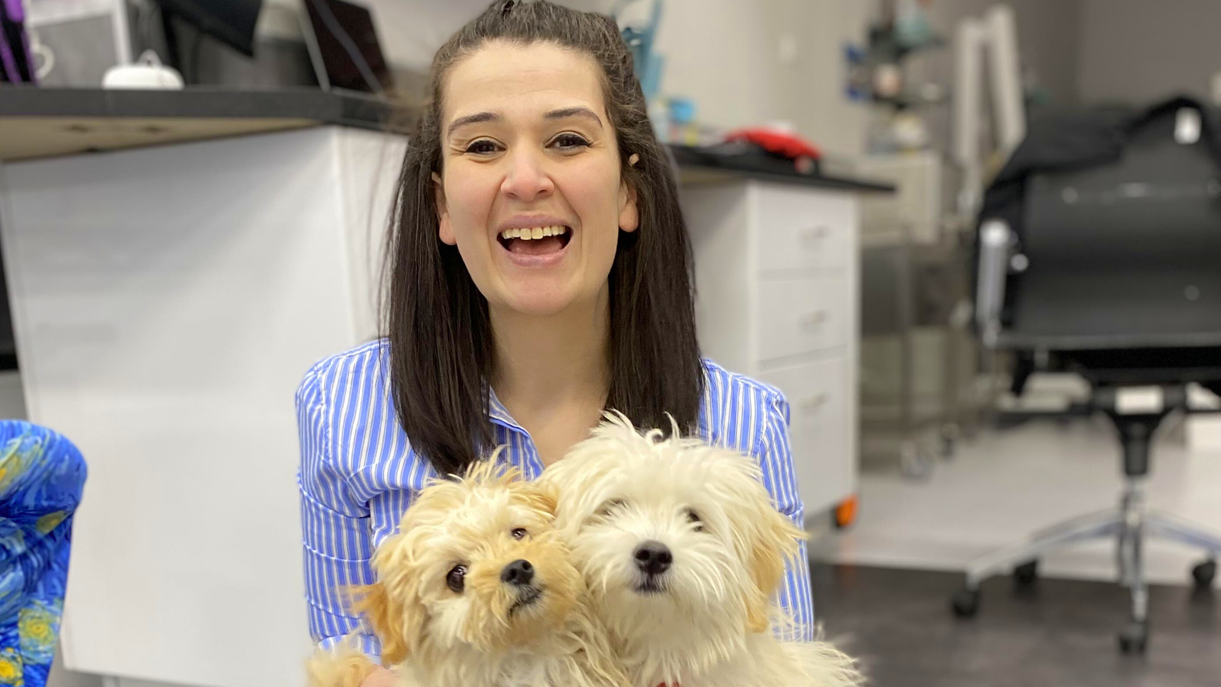Advanced laser pet surgery in Victoria using CO₂ laser technology for precise incisions, less bleeding, improved comfort, and faster post-operative healing.