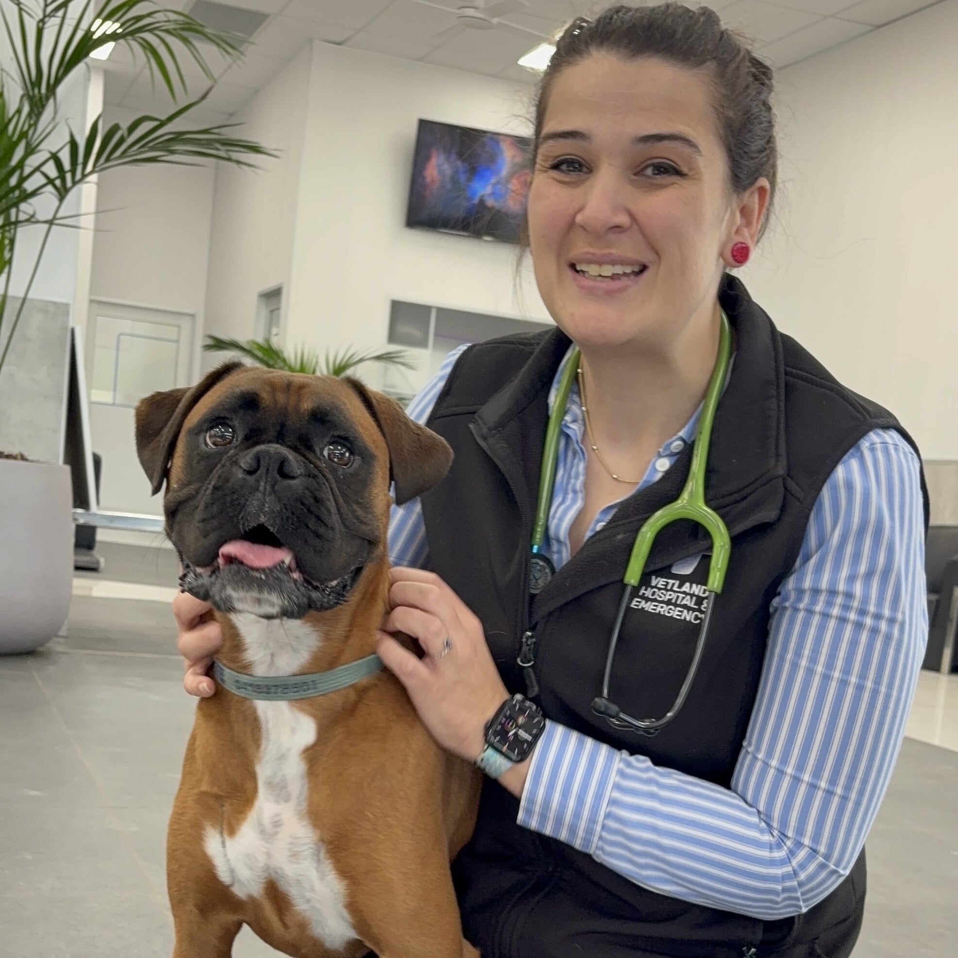 Young boxer dog resting peacefully following advanced dental surgery to treat a hidden unerupted tooth and facial cyst.