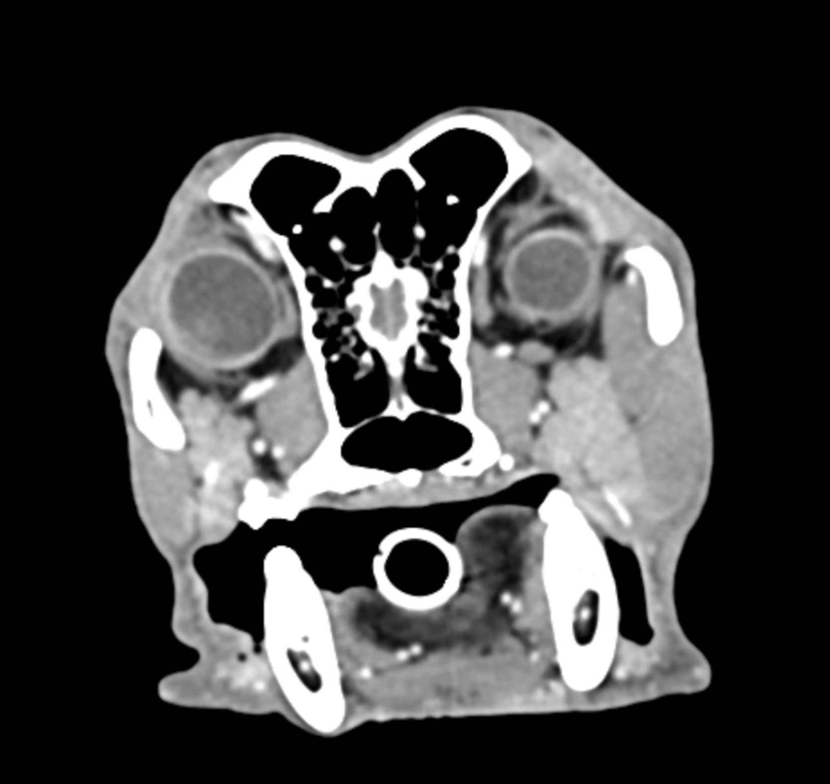 Diagnostic Imaging Vetland Hospital & Emergency - CT scan