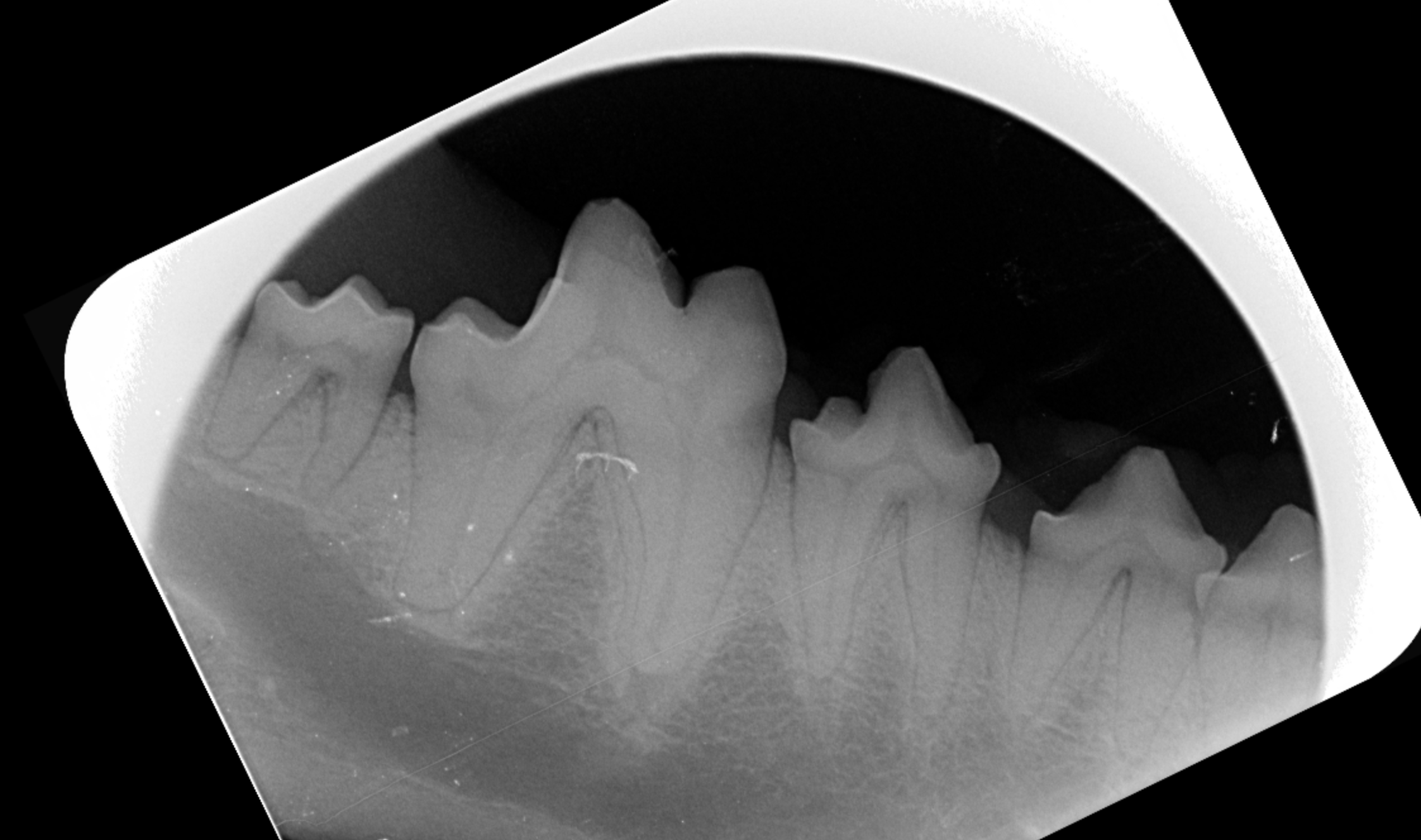 Diagnostic Imaging Vetland Hospital & Emergency - Dental Radiographs