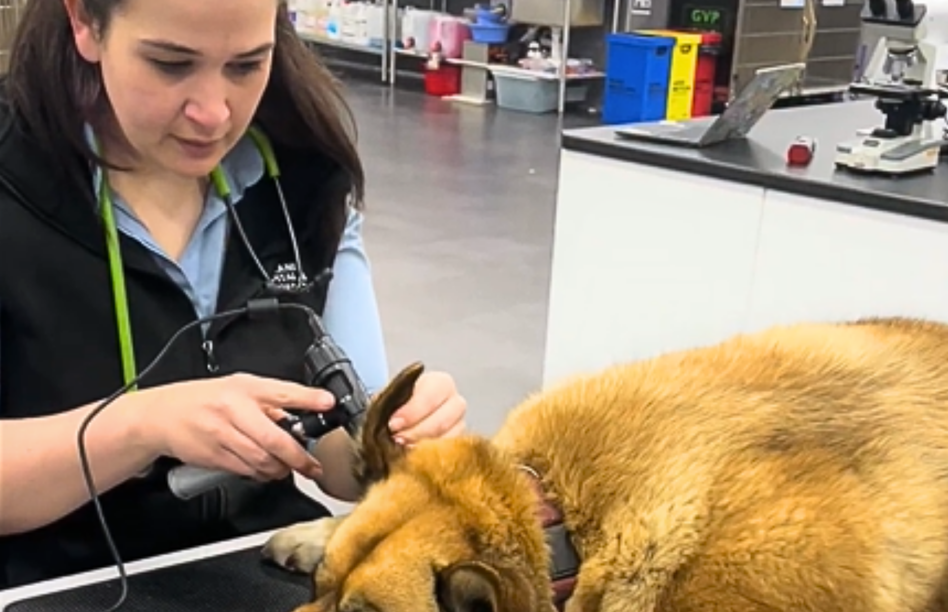 Video Otoscopy Vetland Vet Hospital