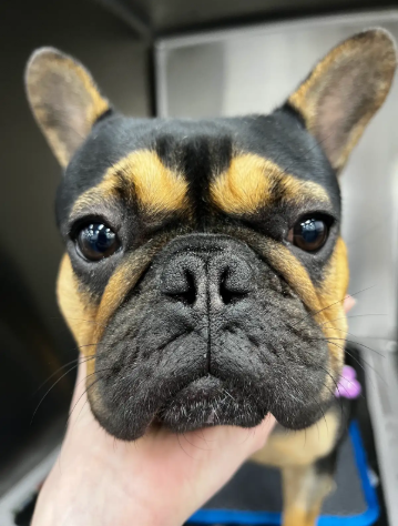 Pet medication price matching with veterinary oversight at Vetland Hospital — safe, affordable, and personalised care for pets on chronic meds.