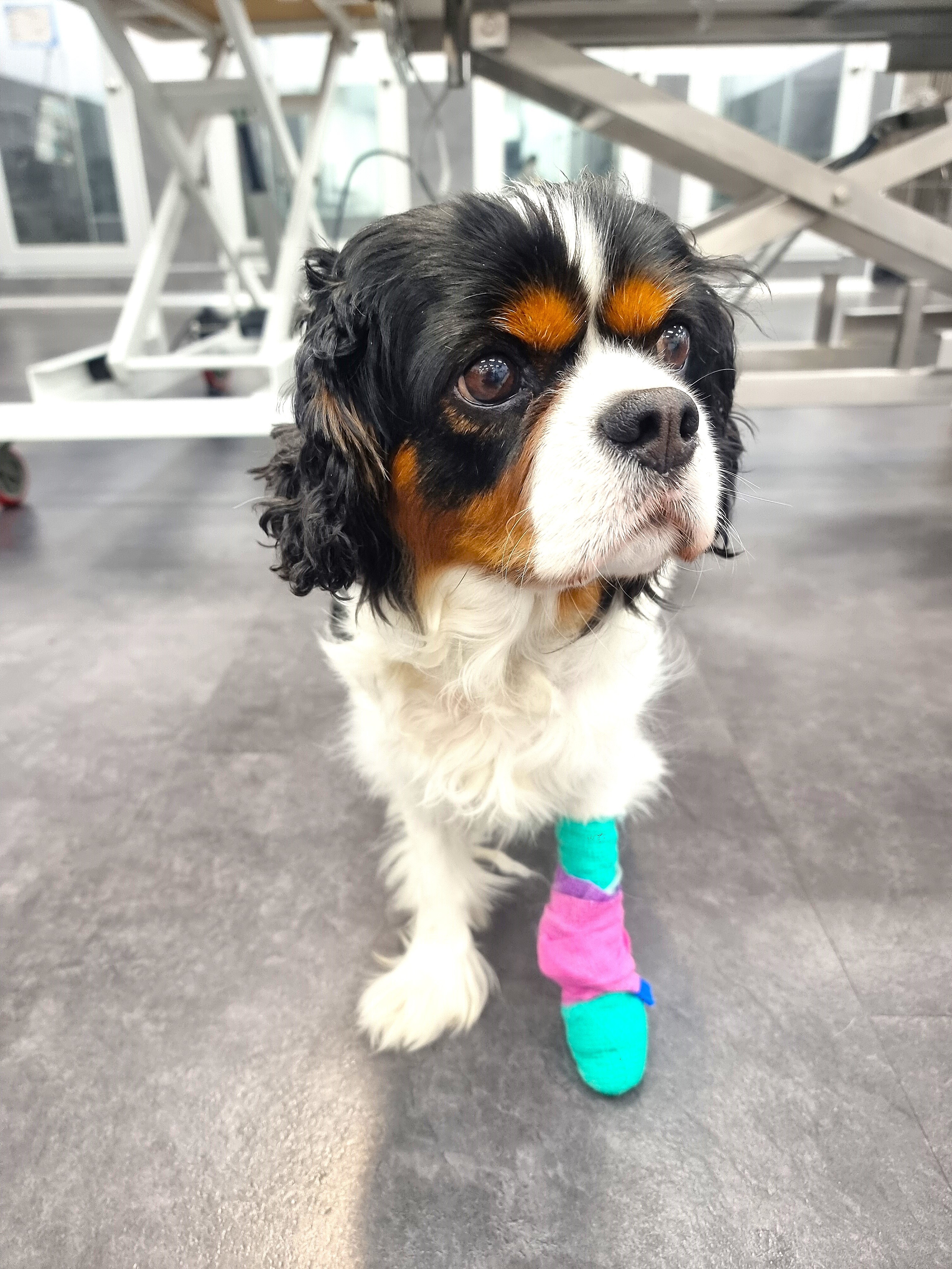 Vetland Hospital matches online pet pharmacy prices while providing expert veterinary support for lifelong pet medications and treatments.