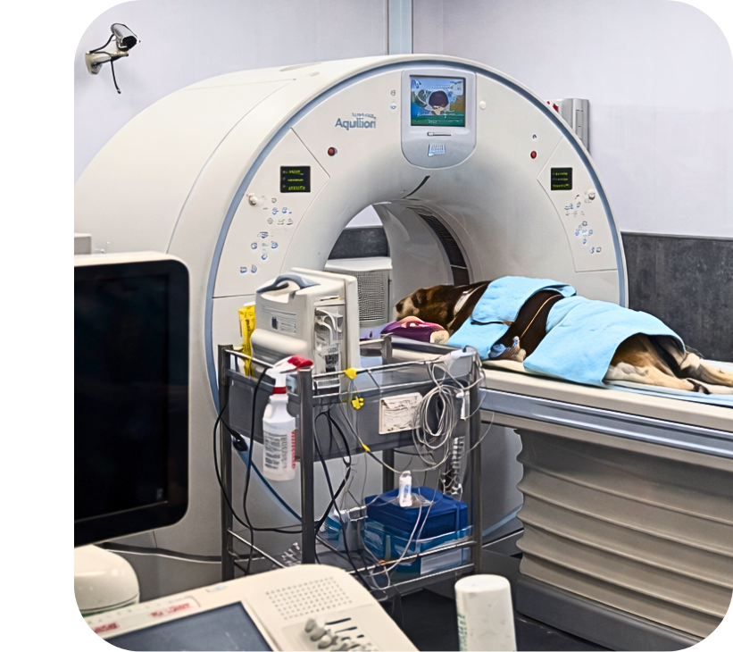 Greyhound Medicine  CT Scanner