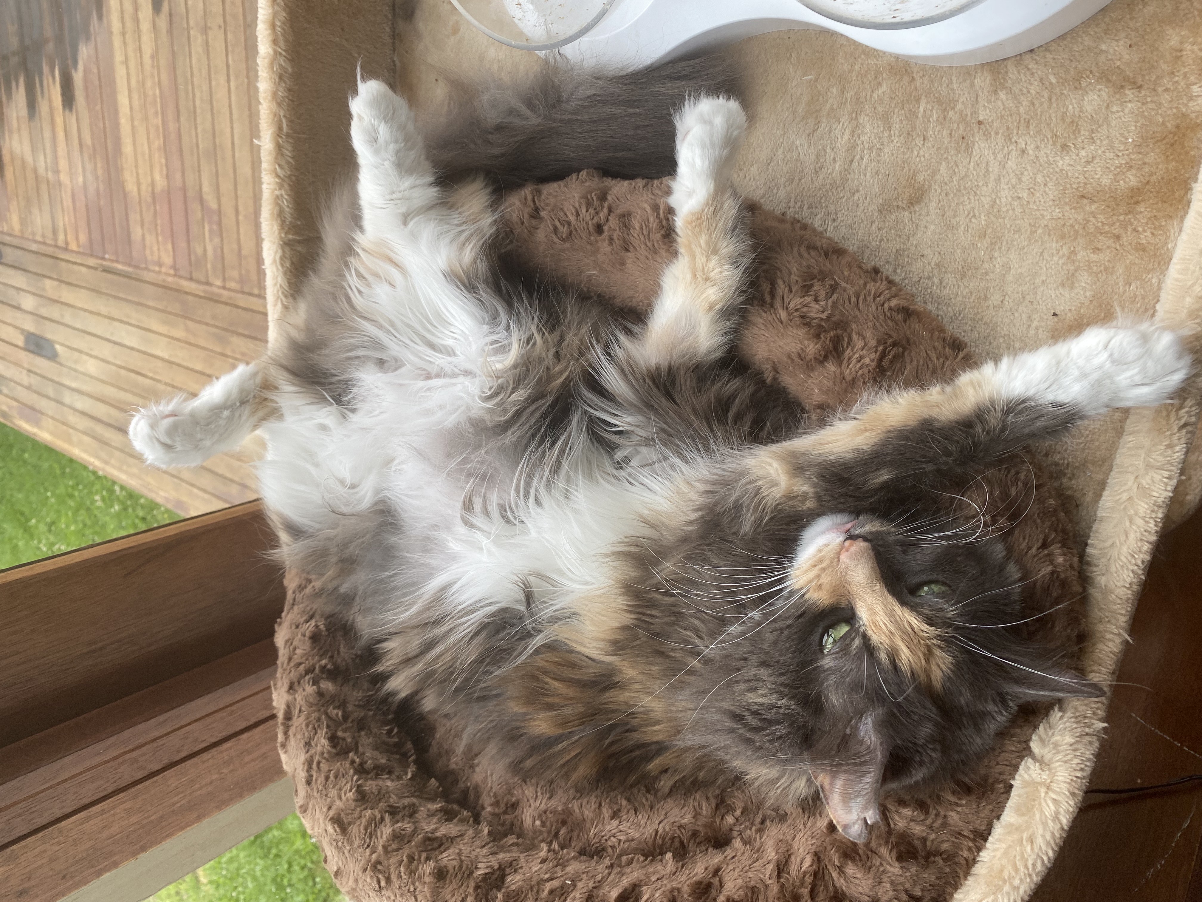 Chronic IBS support from VetLand’s Furever Medications program ensures continuity, affordability, and personalised veterinary care.