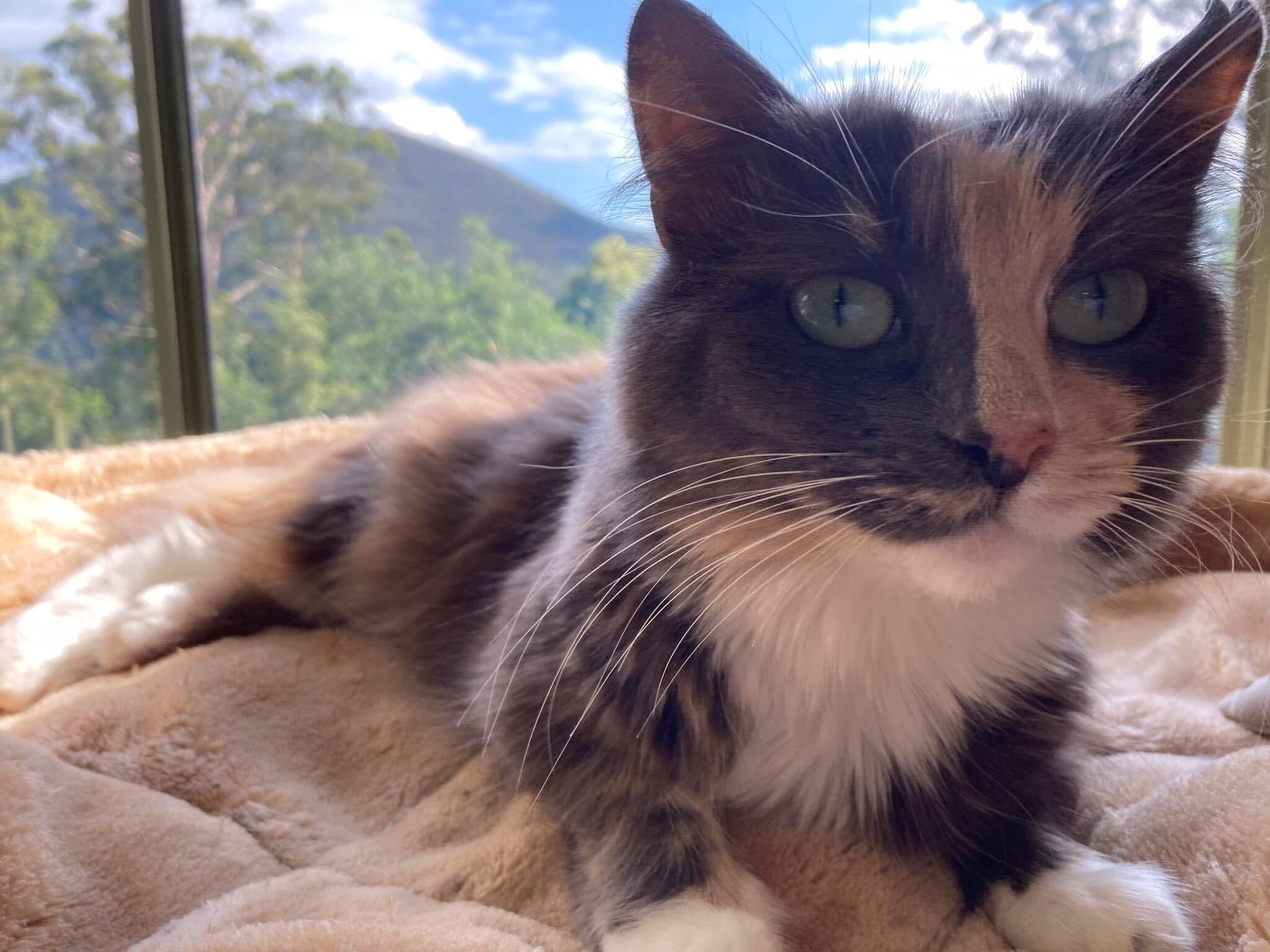 VetLand supports Cat’s severe IBS with the Furever Medications program—safe, properly stored, and adjusted by your pet’s trusted vet.