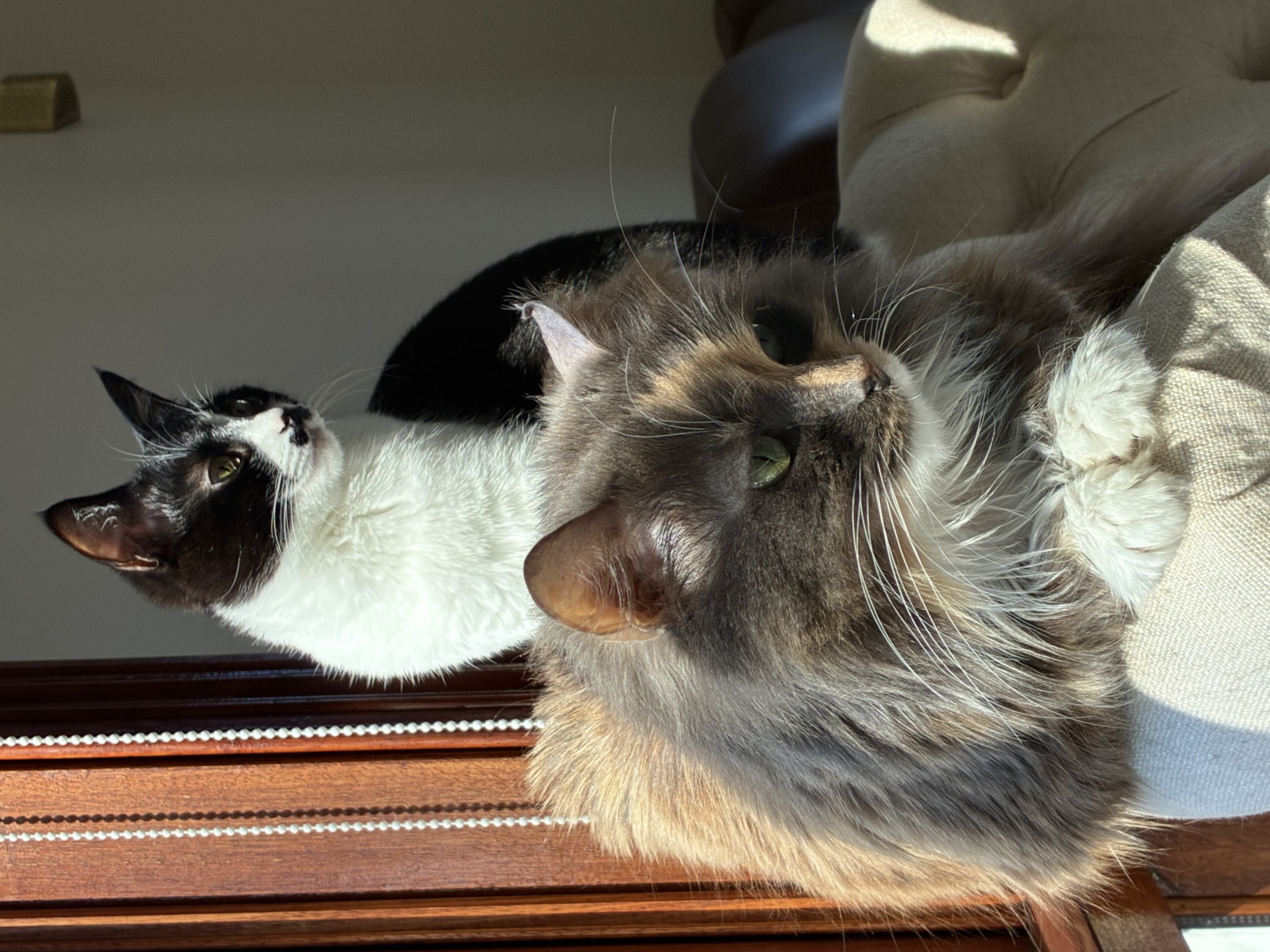 Pet medications for life—made safer and more affordable. Furever Medications at VetLand combines care, value, and expert oversight.