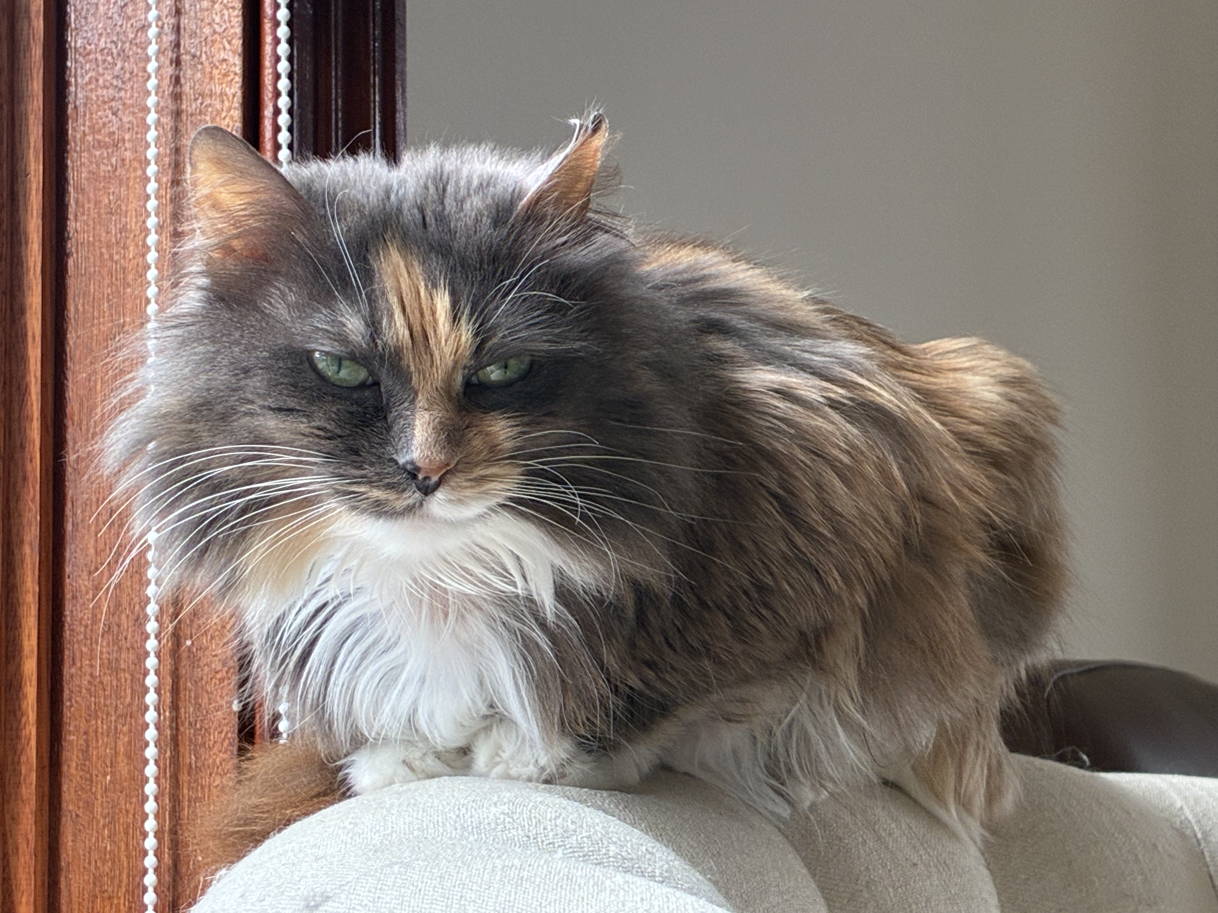 Support your pet’s chronic health needs with VetLand’s Furever Medications—an affordable, locally managed program for long-term care.