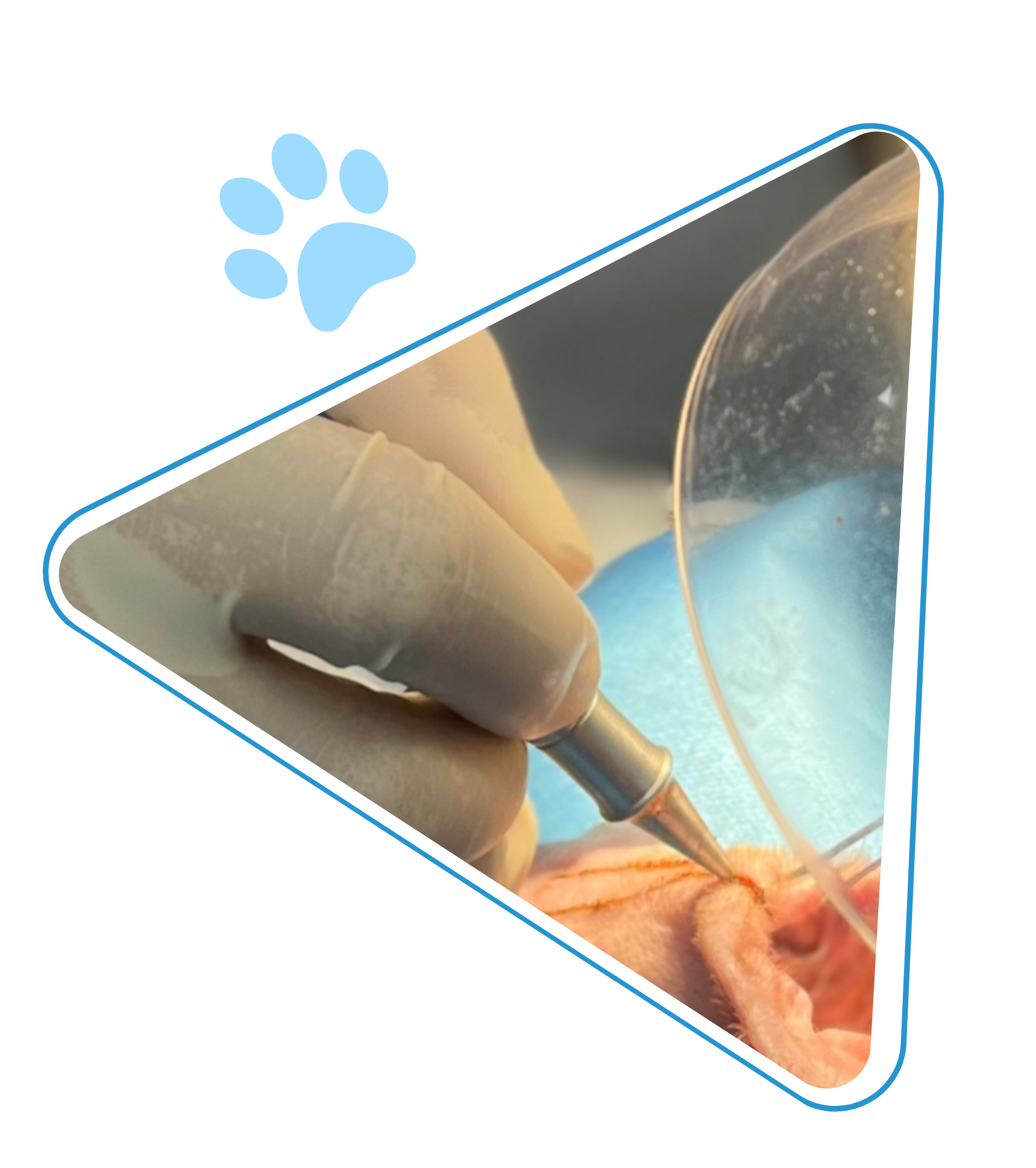 CO₂ laser surgery improving comfort and recovery for veterinary patients