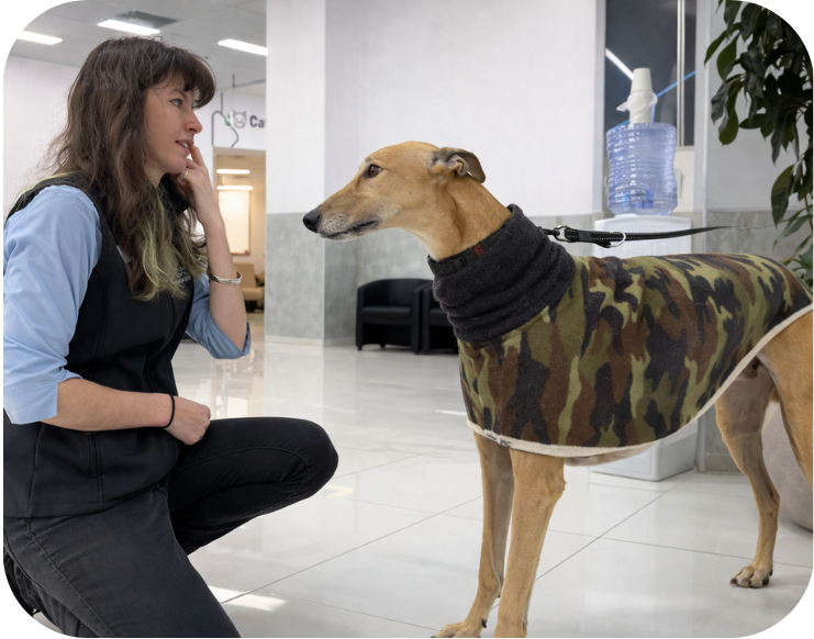 Greyhound Medicine lameness