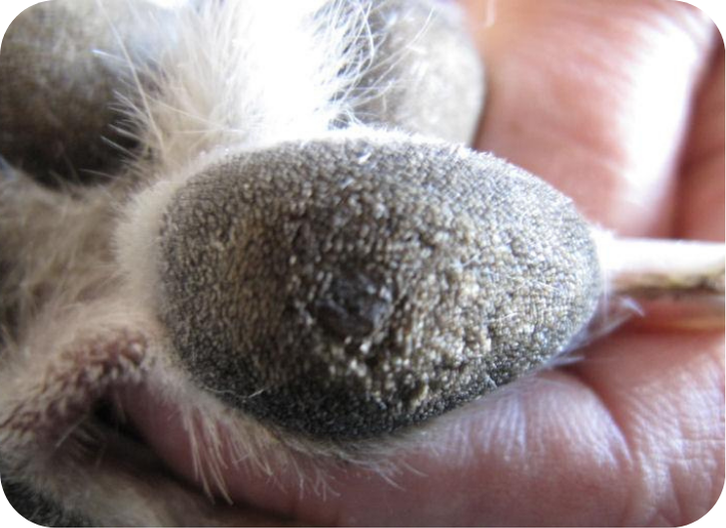 Greyhound Medicine Corns